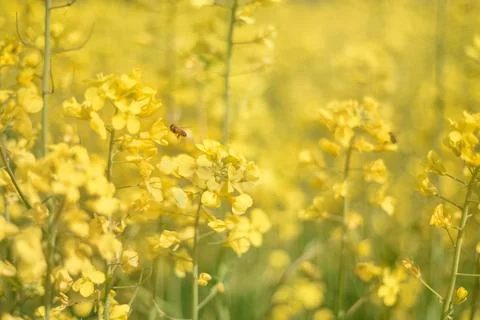 Yellow Flowers in Spring Stock Photos