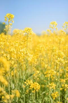 Yellow Flowers in Spring Stock Photos