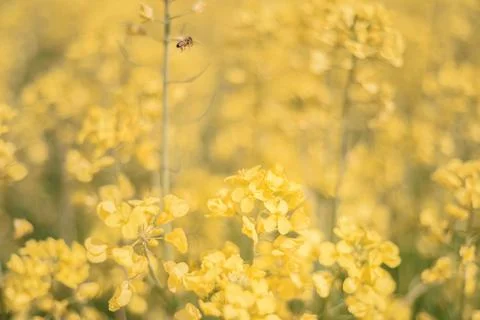 Yellow Flowers in Spring Stock Photos