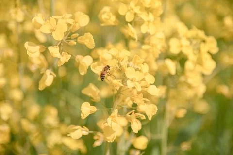 Yellow Flowers in Spring Stock Photos
