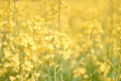 Yellow Flowers in Spring Stock Photos