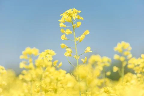 Yellow Flowers in Spring Stock Photos
