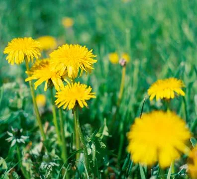 Yellow flowers in spring Stock-Fotos