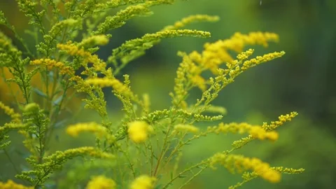 Yellow flowers in the spring rain Video stock 159548155