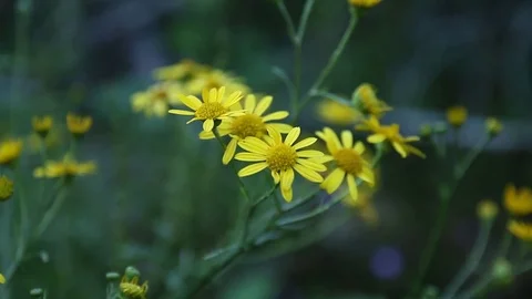 Yellow Flowers Still in the Forest Stock Footage 77425494