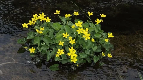 Yellow flowers in a stream Stock Footage 318673079