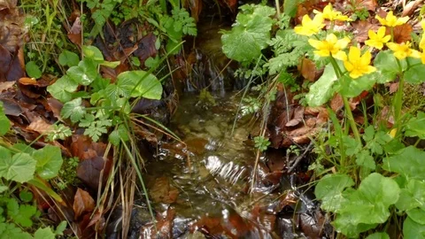 Yellow flowers on stream shores Stock Footage 75868853
