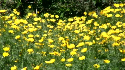 Yellow flowers. Strong Wind. Stock Footage 751489