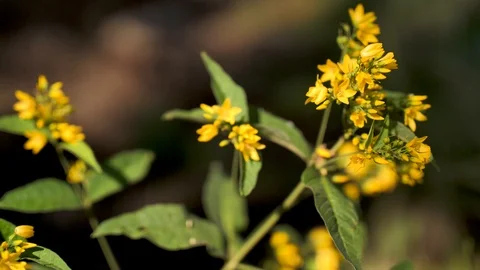 Yellow flowers in summer Stock Footage 93690252
