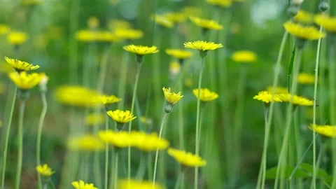 Yellow flowers in summer forest Stock Footage 334439167