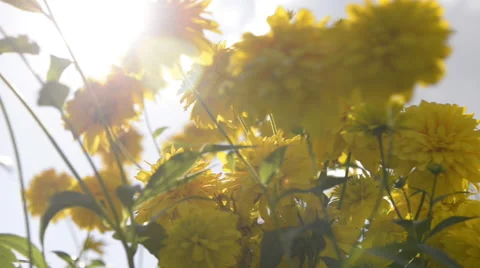 Yellow flowers in sunlight Stock Footage 60646875