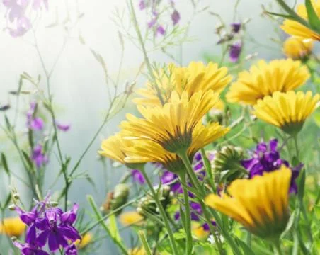 Yellow flowers in sunny rays Stock Photos