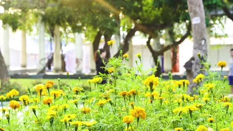 Yellow flowers in the sunshine (2) Stock Footage