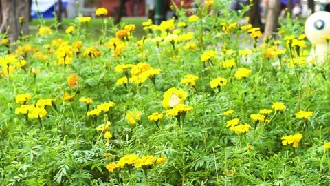 Yellow flowers in the sunshine (3) Stock Footage