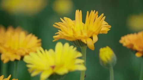 Yellow flowers sway in the wind Stock Footage 119587461