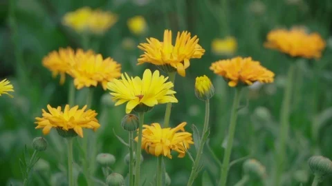 Yellow flowers sway in the wind Stock Footage 119963207