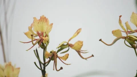 Yellow flowers that sway in the wind. Stock Footage 134706963