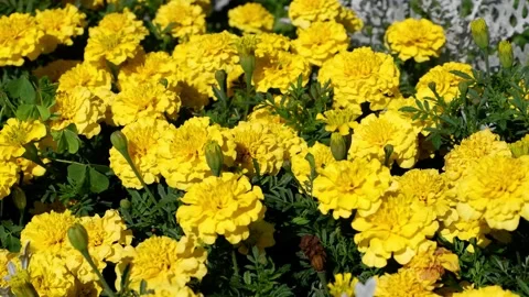 Yellow flowers sway in the wind. Suitable for backgrounds. Stock Footage 159663361