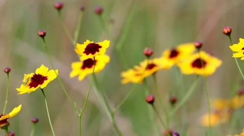 Yellow Flowers Swaying In The Wind Stock-Footage 40366575
