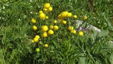 Yellow flowers swaying in the wind. Stock Footage 71020022