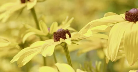 Yellow flowers swaying in the wind Stock Footage 280207312