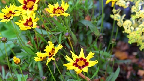 Yellow flowers swaying in the wind Stock Footage 321474130