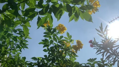 Yellow Flowers Swaying in the Wind Under Daytime Sky Stock Footage 340012730