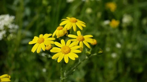 Yellow flowers sways the wind in the spring meadow Stock Footage 108216941