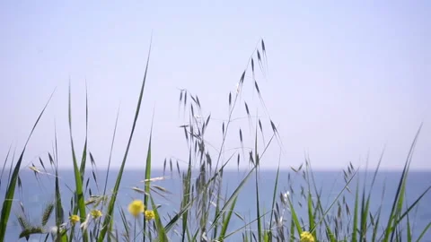 Yellow flowers swinging in the wind in front of the sea Stock Footage 130462771
