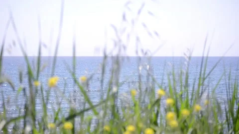Yellow flowers swinging in the wind in front of the sea Stock Footage