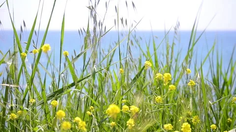 Yellow flowers swinging in the wind in front of the sea Stock Footage 130463533