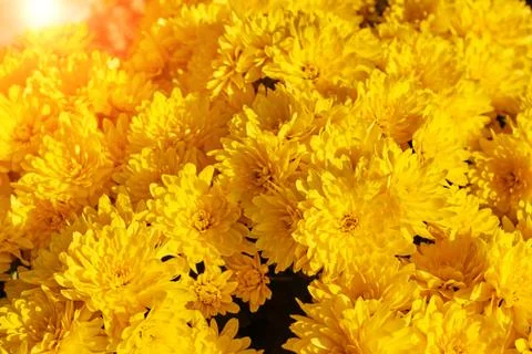 Yellow flowers texture Stock Photos