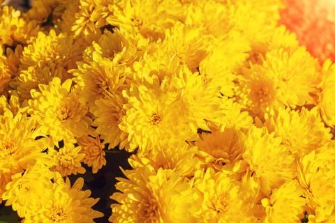 Yellow flowers texture Stock Photos