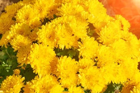 Yellow flowers texture Stock Photos