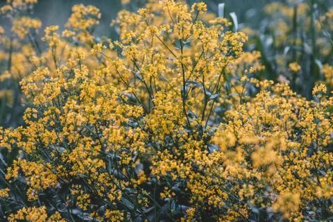 Yellow flowers texture Stock Photos
