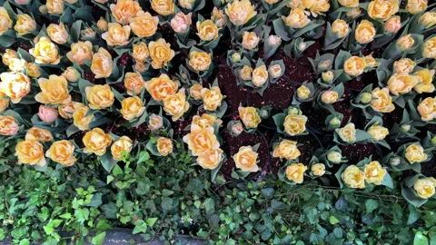 Yellow flowers top view interior garden Stock Footage 197010744