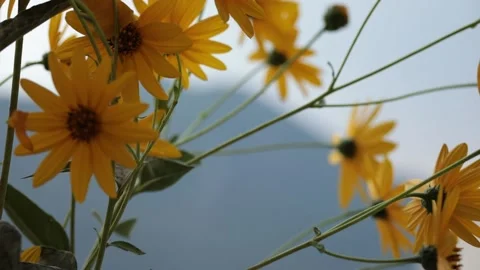 Yellow flowers of Topinambur, Helianthus tuberosus, Jerusalem artichoke Stock Footage