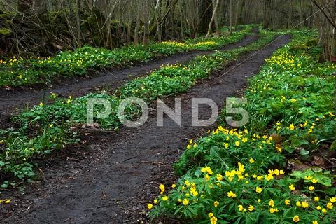 Yellow flowers at tracks Stock Photos