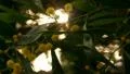 Yellow Flowers on Tree 01 Focus In Out HD HD Footage