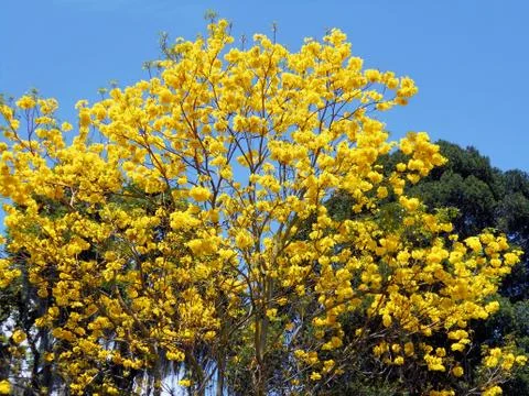 Yellow flowers tree 1 Stock Photos