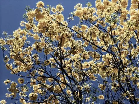 Yellow flowers tree 2 Stock Photos