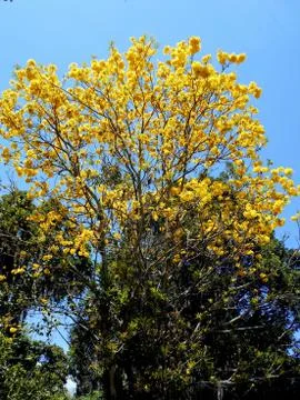 Yellow flowers tree 3 스톡 사진
