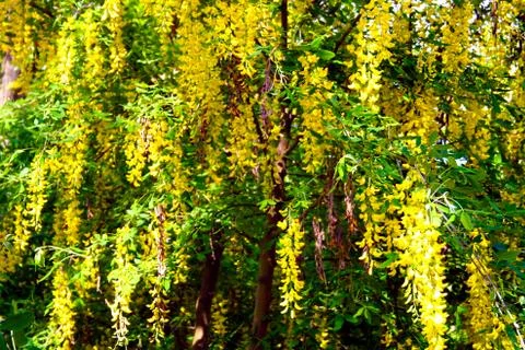 Yellow flowers on a tree as a background. Stock Photos