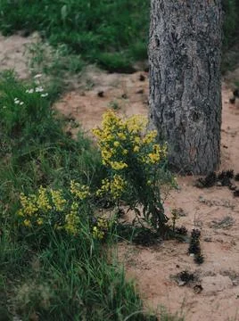 Yellow flowers on a tree background Stock Photos