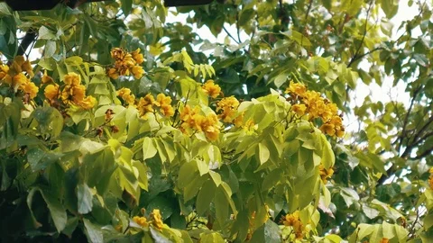 Yellow flowers on tree with bee Stock Footage 77256001