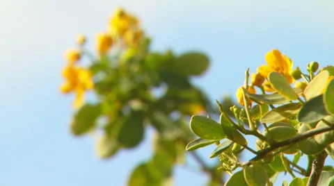 Yellow flowers on tree branch Stock Footage 54591173