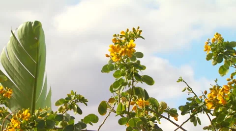 Yellow flowers on tree branch in forest Stock Footage 54591148