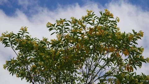 Yellow Flowers in Tree as clouds pass over Stock Footage 321093454
