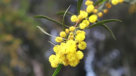 Yellow flowers Tree Video stock 40754884
