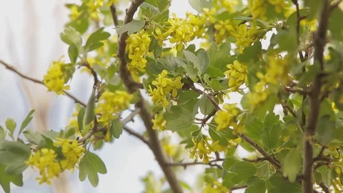 Yellow flowers on the tree Stock Footage 69735641